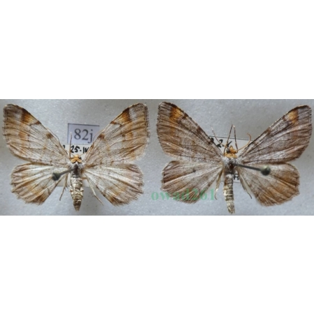 Macaria liturata (Clerck, 1759) pair Witalnik sosnowiak Czech82j